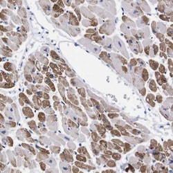 NEBL Antibody, Novus Biologicals 0.1mL; Unlabeled:Antibodies, Polyclonal