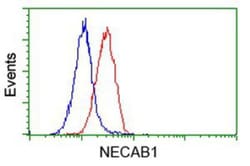NECAB1 Antibody (OTI4G8), Novus Biologicals 0.1mL; Unlabeled:Antibodies,