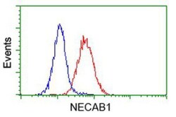 NECAB1 Antibody (OTI4G8), Novus Biologicals 0.1mL; Unlabeled:Antibodies,