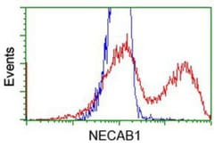 NECAB1 Antibody (OTI4G8), Novus Biologicals 0.1mL; Unlabeled:Antibodies,
