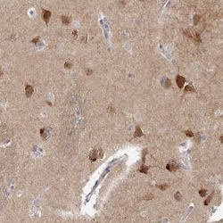 NECAB1 Antibody, Novus Biologicals 0.1mL; Unlabeled:Antibodies, Polyclonal