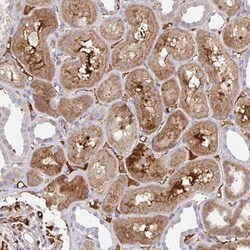 NECAP1 Antibody, Novus Biologicals 0.1mL; Unlabeled:Antibodies, Polyclonal