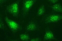 Necdin Antibody (OTI5D1), Novus Biologicals 0.1mL; Unlabeled:Antibodies,