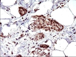 Necdin Antibody (OTI5D1), Novus Biologicals 0.1mL; Unlabeled:Antibodies,