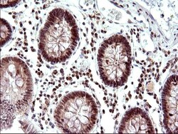Necdin Antibody (OTI5D1), Novus Biologicals 0.1mL; Unlabeled:Antibodies,