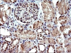 Necdin Antibody (OTI5D1), Novus Biologicals 0.1mL; Unlabeled:Antibodies,