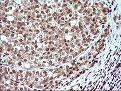 Necdin Antibody (OTI5D1), Novus Biologicals 0.1mL; Unlabeled:Antibodies,