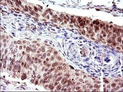 Necdin Antibody (OTI5D1), Novus Biologicals 0.1mL; Unlabeled:Antibodies,