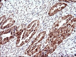 Necdin Antibody (OTI5D1), Novus Biologicals 0.1mL; Unlabeled:Antibodies,