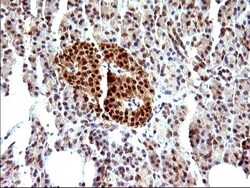 Necdin Antibody (OTI5D1), Novus Biologicals 0.1mL; Unlabeled:Antibodies,