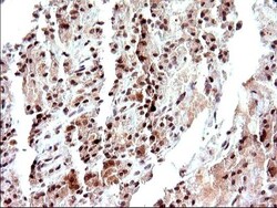 Necdin Antibody (OTI5D1), Novus Biologicals 0.1mL; Unlabeled:Antibodies,
