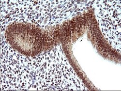 Necdin Antibody (OTI5D1), Novus Biologicals 0.1mL; Unlabeled:Antibodies,