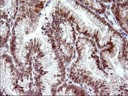 Necdin Antibody (OTI5D1), Novus Biologicals 0.1mL; Unlabeled:Antibodies,
