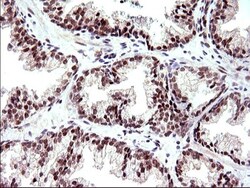Necdin Antibody (OTI5D1), Novus Biologicals 0.1mL; Unlabeled:Antibodies,