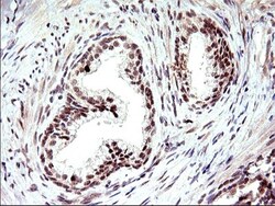 Necdin Antibody (OTI5D1), Novus Biologicals 0.1mL; Unlabeled:Antibodies,