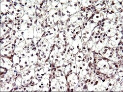 Necdin Antibody (OTI5D1), Novus Biologicals 0.1mL; Unlabeled:Antibodies,