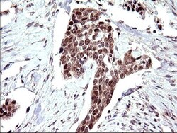 Necdin Antibody (OTI5D1), Novus Biologicals 0.1mL; Unlabeled:Antibodies,