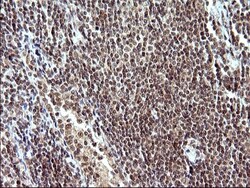 Necdin Antibody (OTI5D1), Novus Biologicals 0.1mL; Unlabeled:Antibodies,