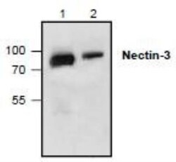 Nectin-3/PVRL3 Antibody, Novus Biologicals 0.1 mg; Unconjugated:Antibodies,