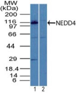 NEDD4 Antibody, Novus Biologicals:Antibodies:Primary Antibodies