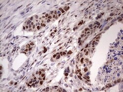 APPBP1 Antibody (OTI1E10), Novus Biologicals 0.1 mL | Buy Online | Novus Biologicals | Fisher Scientific