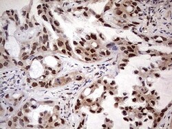 APPBP1 Antibody (OTI1E10), Novus Biologicals 0.1 mL | Buy Online | Novus Biologicals | Fisher Scientific