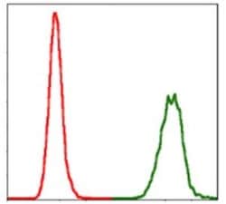 NEDD8 Antibody (5B8) - BSA Free, Novus Biologicals:Antibodies:Primary Antibodies