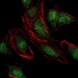 NEDD8 Antibody (5B8) - BSA Free, Novus Biologicals:Antibodies:Primary Antibodies