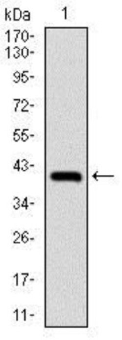 NEDD8 Antibody (5B8) - BSA Free, Novus Biologicals:Antibodies:Primary Antibodies