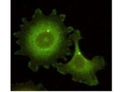 NEDD9/CASL/HEF1 Antibody (14A11) - (82-398 aa), Novus Biologicals 100&mu;g;