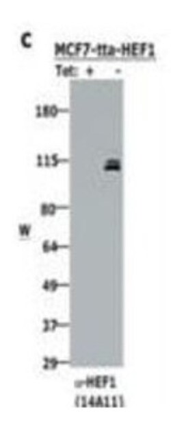 NEDD9/CASL/HEF1 Antibody (14A11) - (82-398 aa), Novus Biologicals 100&mu;g;