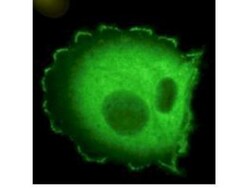 NEDD9/CASL/HEF1 Antibody (2G9) - (82-398 aa), Novus Biologicals 0.1 mg | Buy Online | Novus Biologicals | Fisher Scientific