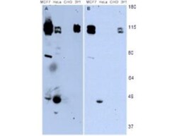 NEDD9/CASL/HEF1 Antibody (2G9) - (82-398 aa), Novus Biologicals 0.1 mg | Buy Online | Novus Biologicals | Fisher Scientific