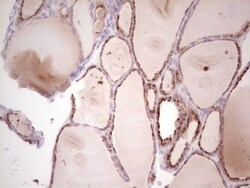 NEDP1/SENP8 Antibody (OTI3E4), Novus Biologicals 0.1mL; Unlabeled:Antibodies,