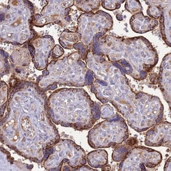 nef-associated protein 1 Antibody, Novus Biologicals 0.1mL; Unlabeled:Antibodies,