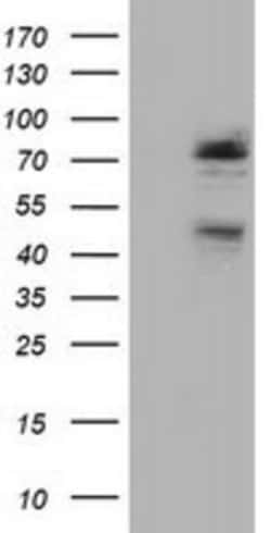 NEK11 Antibody (OTI4H5), Novus Biologicals 0.1mL; Unlabeled:Antibodies,