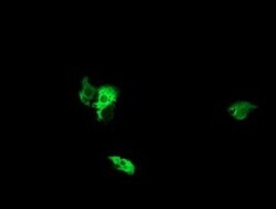 NEK11 Antibody (OTI5D9), Novus Biologicals 0.1mL; Unlabeled:Antibodies,