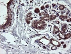 NEK11 Antibody (OTI5D9), Novus Biologicals 0.1mL; Unlabeled:Antibodies,