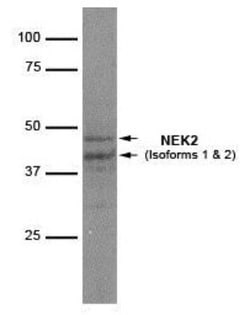 NEK2 Antibody (1B6), Novus Biologicals 0.1mg; Unlabeled:Antibodies, Monoclonal
