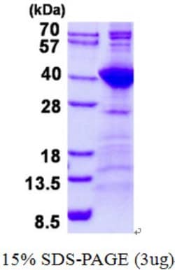Novus Biologicals&trade;&nbsp;Recombinant Human NEK7 His Protein