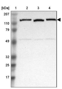 NEK9 Antibody, Novus Biologicals 25 &mu;L; Unlabeled:Antibodies, Polyclonal