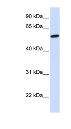 NELF Antibody, Novus Biologicals:Antibodies:Primary Antibodies