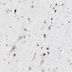 NELF-E Antibody, Novus Biologicals 25 &mu;L; Unlabeled:Antibodies, Polyclonal