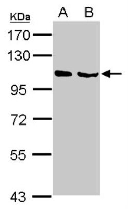 NELL1 Antibody, Novus Biologicals 0.1 mL | Buy Online | Novus Biologicals | Fisher Scientific