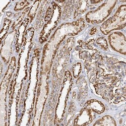 NELL2 Antibody, Novus Biologicals 25 &mu;L; Unlabeled:Antibodies, Polyclonal