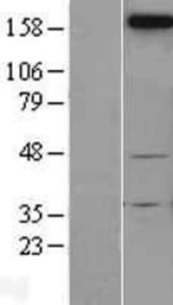 Novus Biologicals&trade;&nbsp;Neogenin Overexpression Lysate