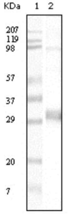 Neomycin phosphotransferase II Antibody (4B4D1), Novus Biologicals 0.1mL;
