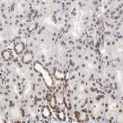 Nesprin 2 Antibody, Novus Biologicals:Antibodies:Primary Antibodies
