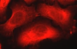 Nestin Antibody (10C2) - BSA Free, Novus Biologicals:Antibodies:Primary