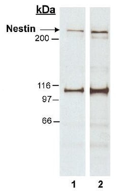 Nestin Antibody, Novus Biologicals:Antibodies:Primary Antibodies